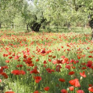 La Valle del Belìce in Sicilia e i suoi sapori