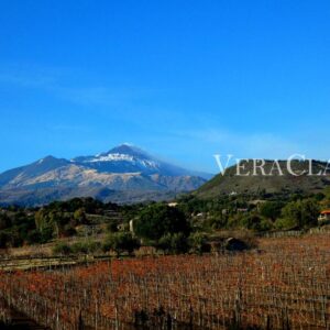 I migliori vini siciliani tra storia e cultura