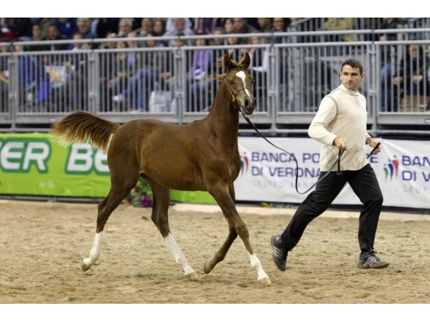 Fieracavalli 2012