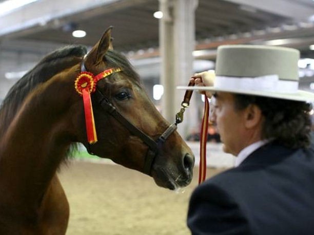 Fieracavalli 2012