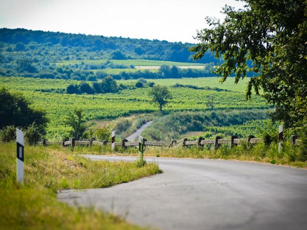 Ungheria: viaggio naturalistico con birdwatching in Pannonia