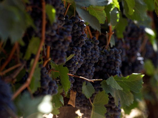 Vinitaly: programma degustazioni dell’edizione 2013 di Vinitaly a Verona